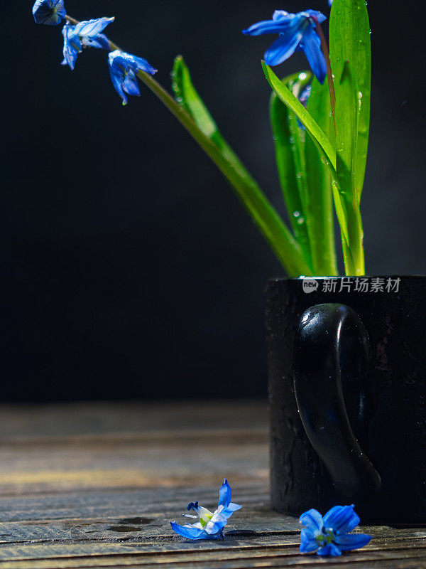 黑色的仍然有蓝色的花(scilla siberica)